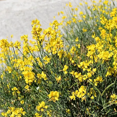 Laurel House בית נופש Triandáros