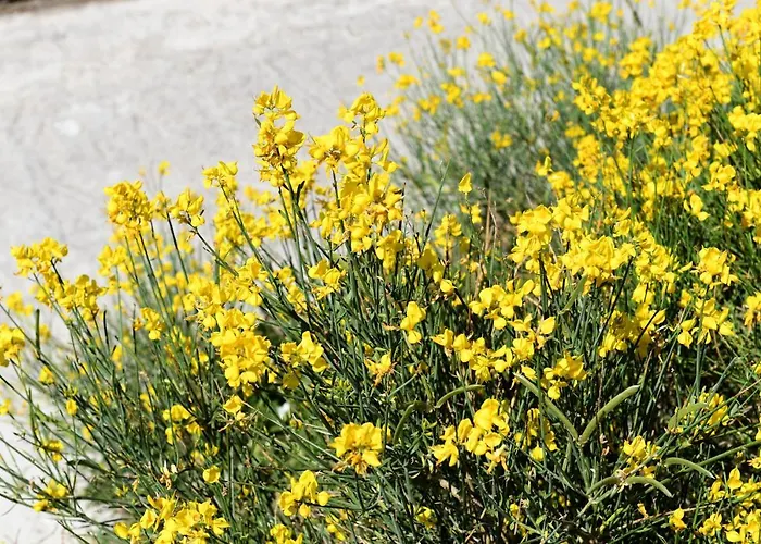 Laurel House Holiday home Triandaros (Tinos)